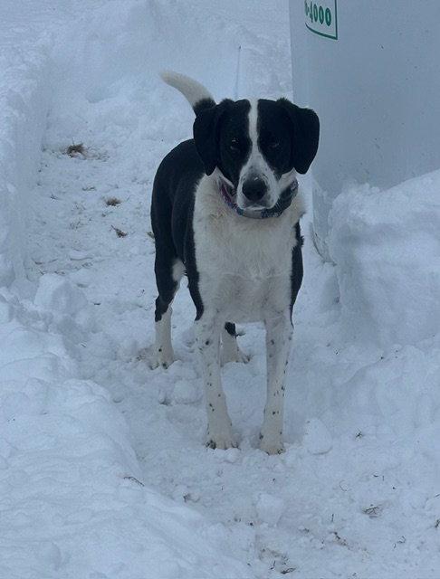 Vinny, a Adoptable Australian Shepherd in Berwick, PA image 2/3
