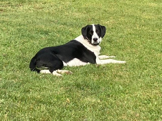 Vinny, a Adoptable Australian Shepherd in Berwick, PA image 3/3