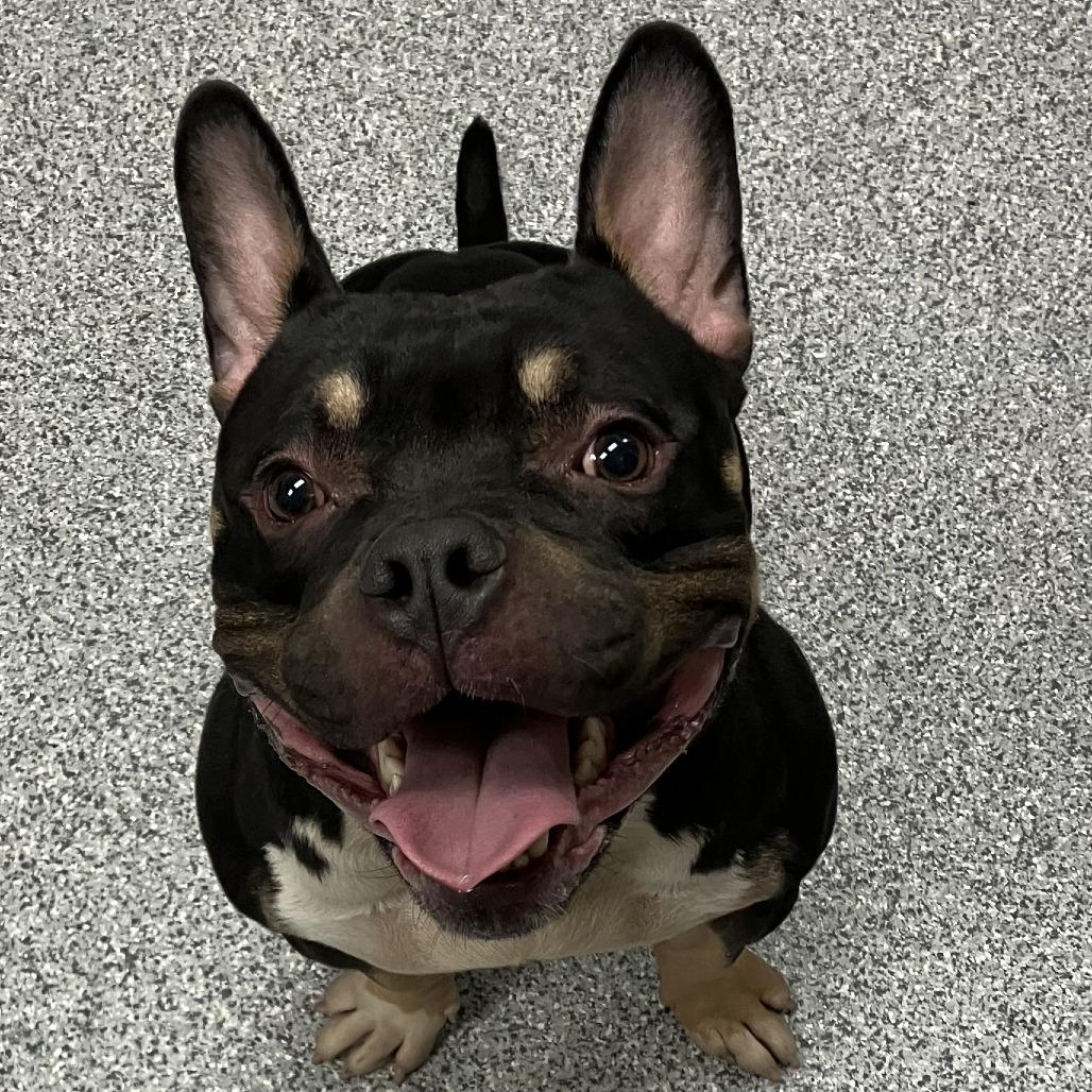 Enlarge Hoover, a Adoptable mixed breed in Grand Rapids, MI image 1/1