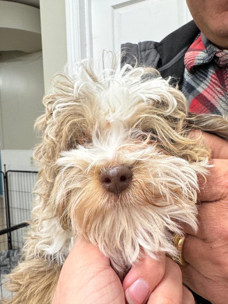 Stanley, Adopted, Puppy Male Australian Shepherd & Poodle.