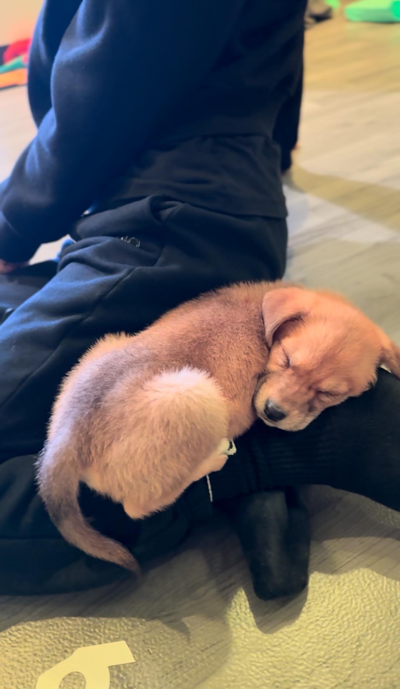 Enlarge Alessia, a Adoptable mixed breed in Dallas, TX image 3/5