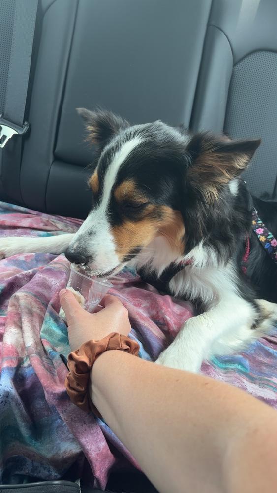 Reese, Adopted, Adult Female Australian Shepherd.
