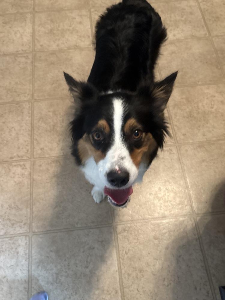 Enlarge Reese, a Adopted mixed breed in Clinton Township, MI image 2/6