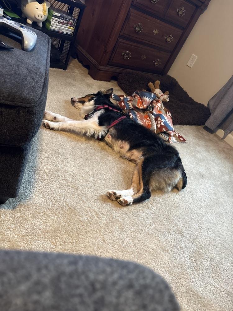 Enlarge Reese, a Adopted mixed breed in Clinton Township, MI image 3/6