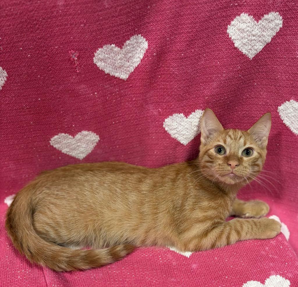 Enlarge Geto, a Adoptable mixed breed in Corpus Christi, TX image 1/2