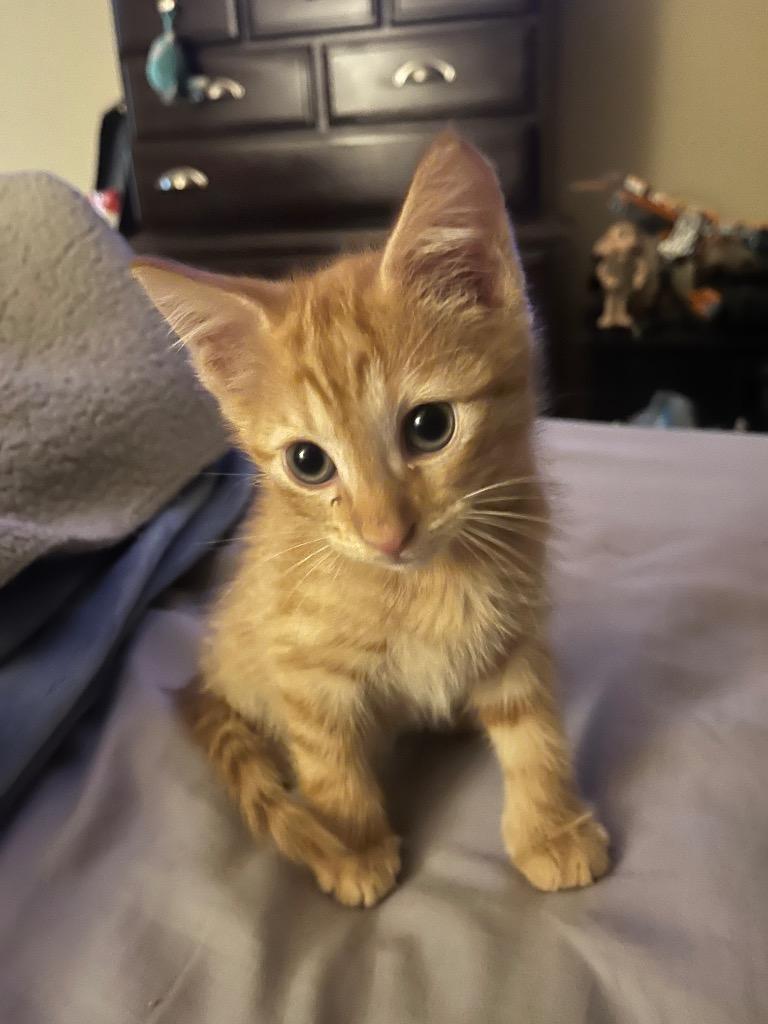 Enlarge Geto, a Adoptable mixed breed in Corpus Christi, TX image 2/2