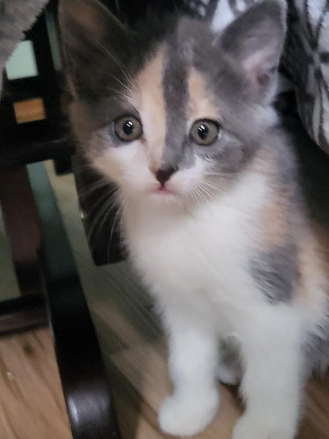 Enlarge Olivia, an adopted Domestic Short Hair in Minneapolis, MN image 6/6