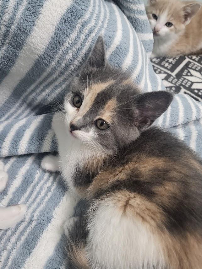 Enlarge Olivia, an adopted Domestic Short Hair in Minneapolis, MN image 5/6