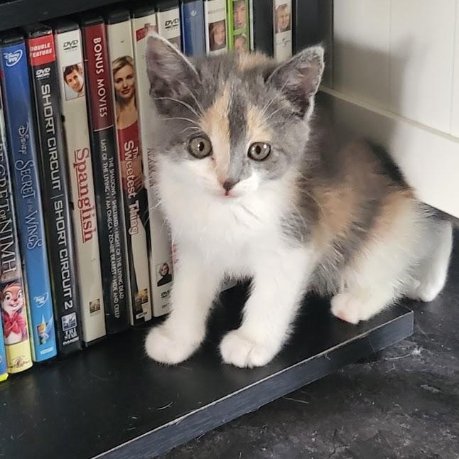 Enlarge Olivia, an adopted Domestic Short Hair in Minneapolis, MN image 1/6