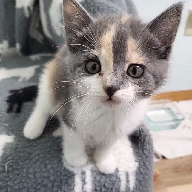 Enlarge Olivia, an adopted Domestic Short Hair in Minneapolis, MN image 2/6