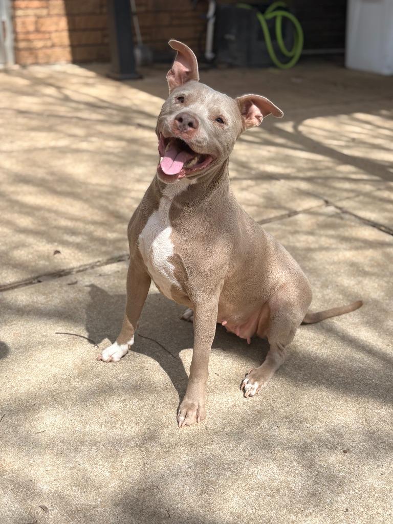 Enlarge Lacie (Bella), a Adoptable American Bulldog in Albany, GA image 1/3