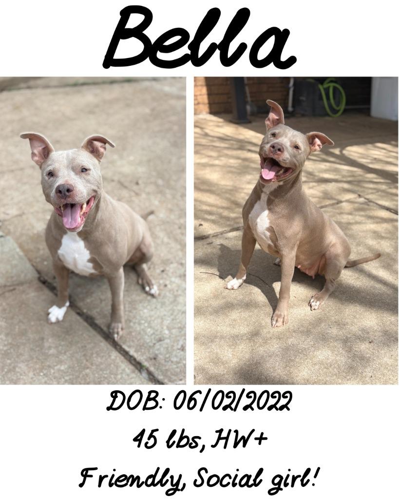 Enlarge Lacie (Bella), a Adoptable American Bulldog in Albany, GA image 2/3