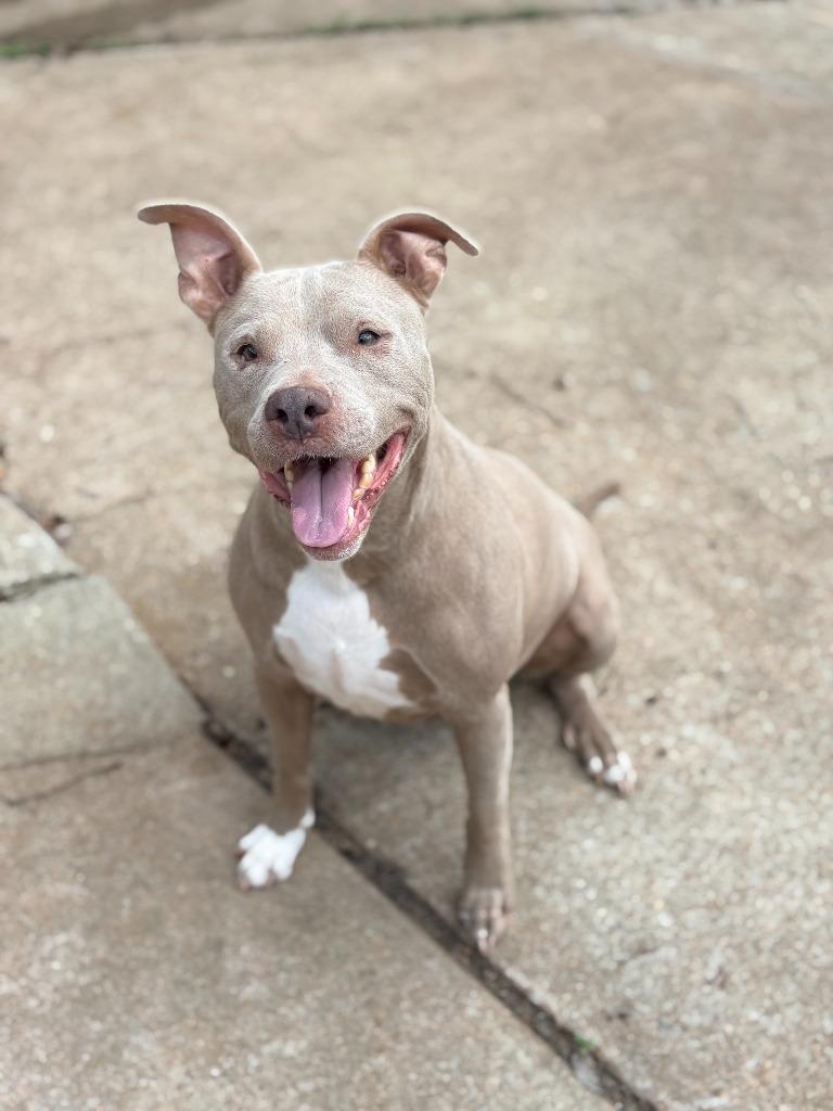 Enlarge Lacie (Bella), a Adoptable American Bulldog in Albany, GA image 3/3