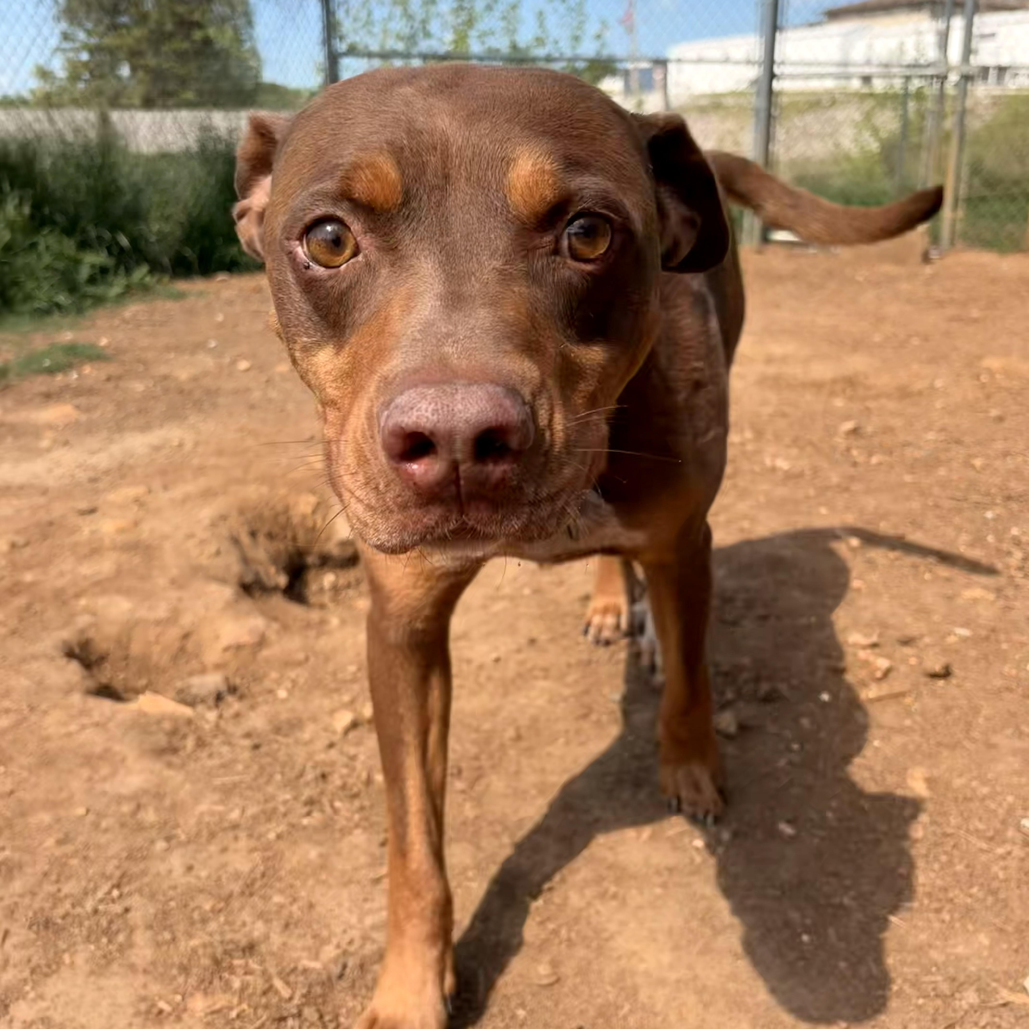 Groot, a ADOPTABLE mixed breed in Melbourne, AR image 2/3