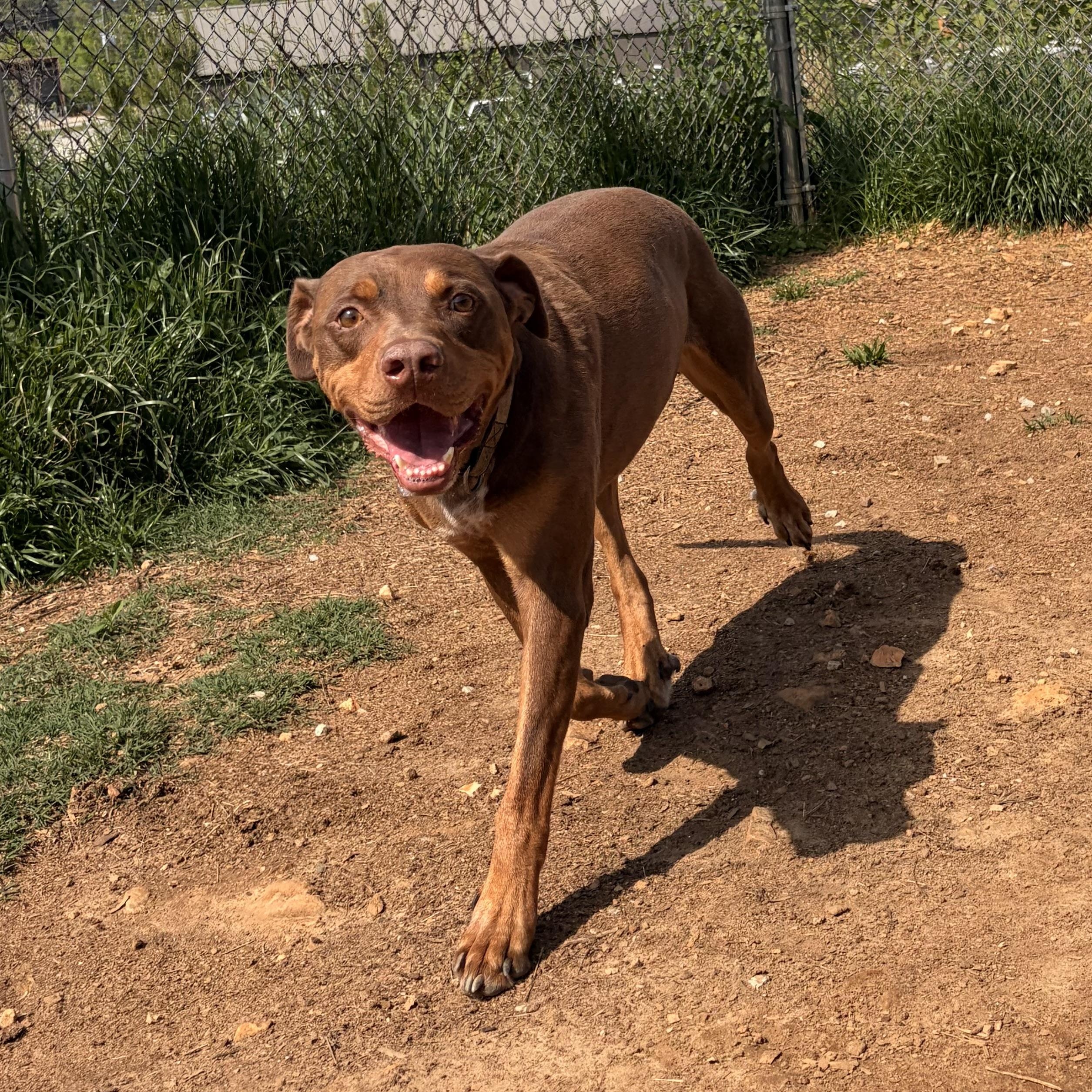 Groot, ADOPTABLE, Adult Male Labrador Retriever & Doberman Pinscher.