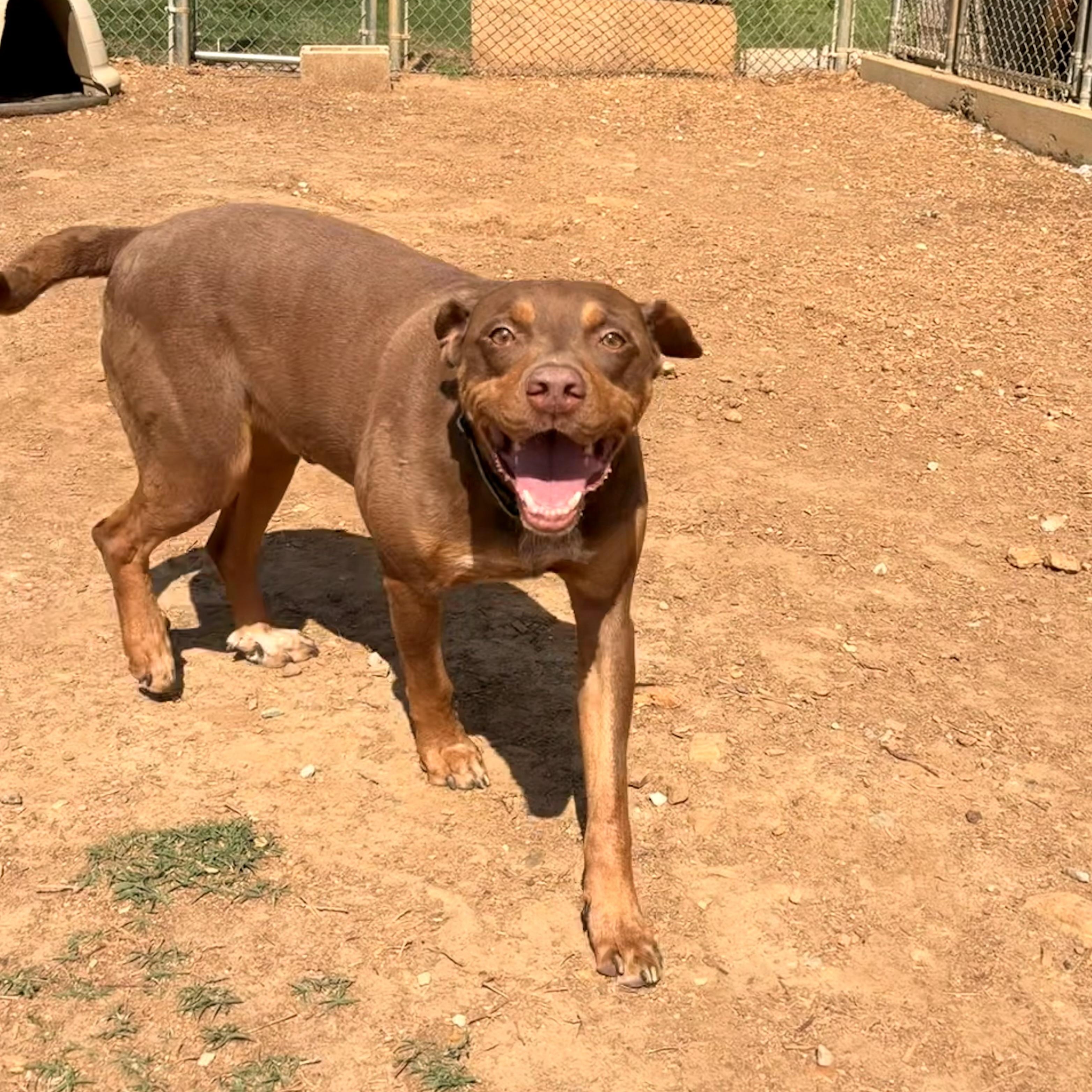 Groot, a ADOPTABLE mixed breed in Melbourne, AR image 3/3