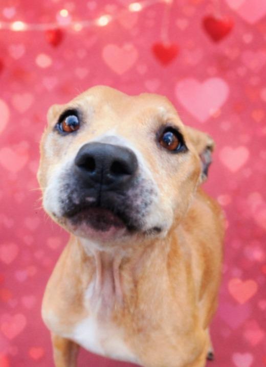 Sunni, Adoptable, Young Female Boxer & American Staffordshire Terrier.