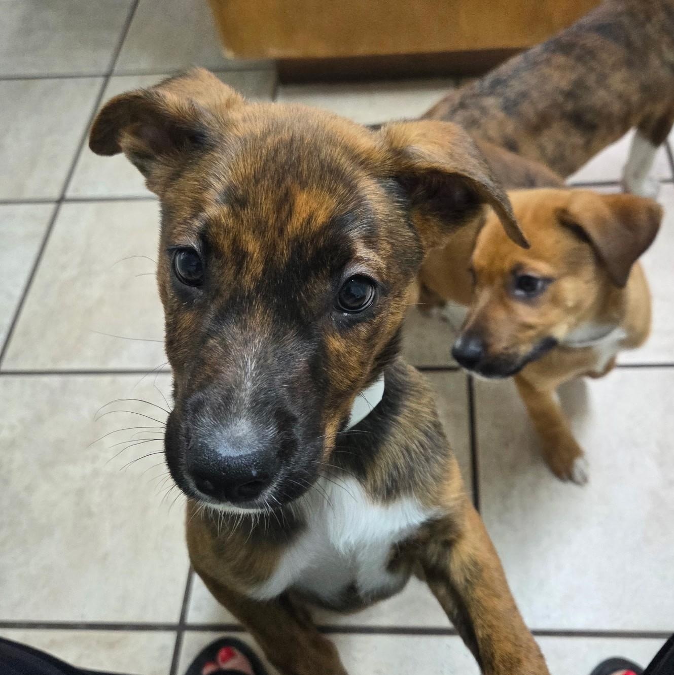 Enlarge Maple, a Adoptable mixed breed in Marietta, GA image 2/4