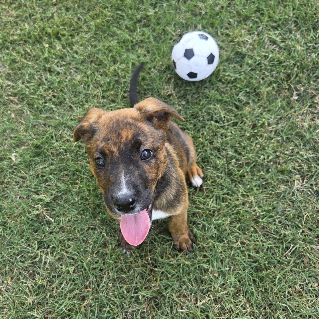 Maple, Adoptable, Puppy Female Mixed Breed.
