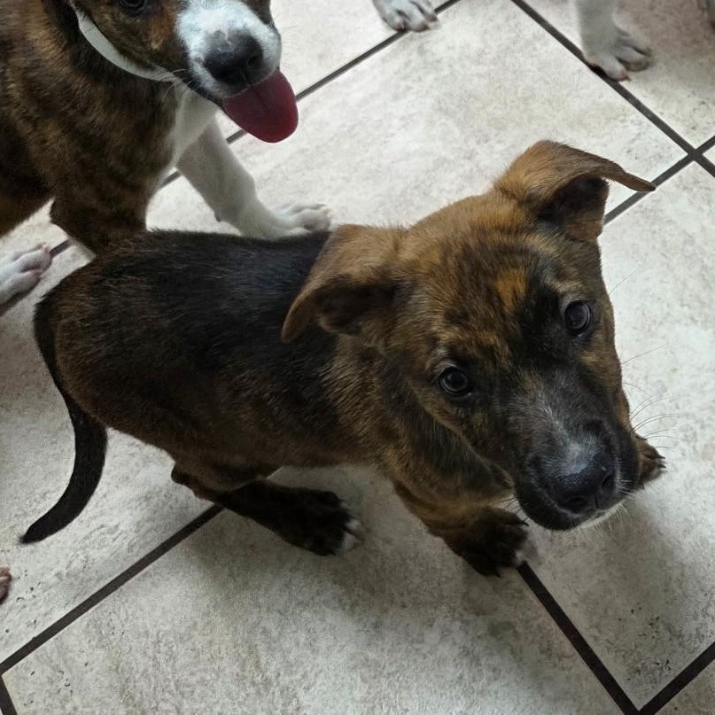 Enlarge Maple, a Adoptable mixed breed in Marietta, GA image 4/4
