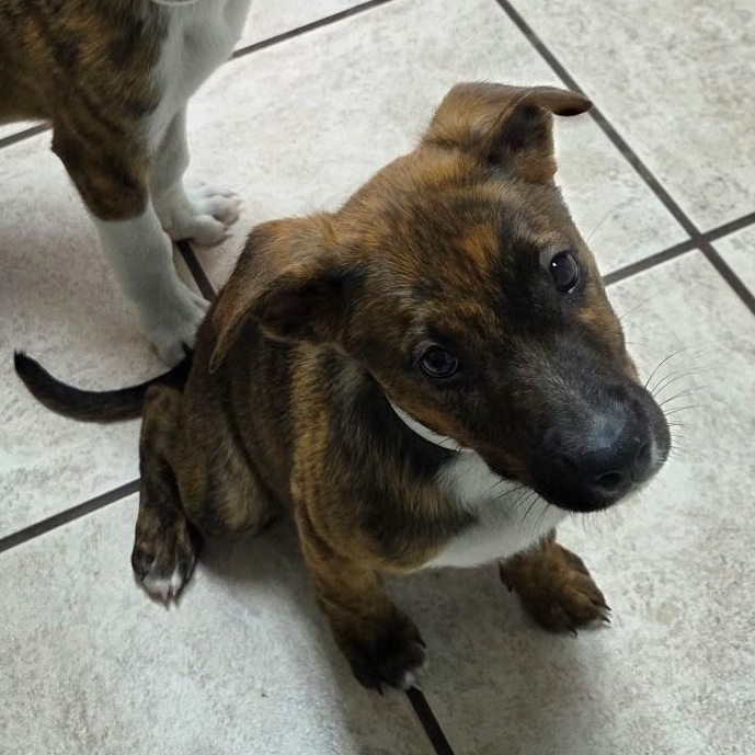 Enlarge Maple, a Adoptable mixed breed in Marietta, GA image 3/4