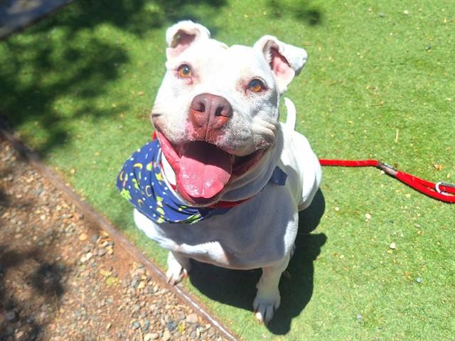 Enlarge HENSON, a Adoptable Pit Bull Terrier in Phoenix, AZ image 1/1