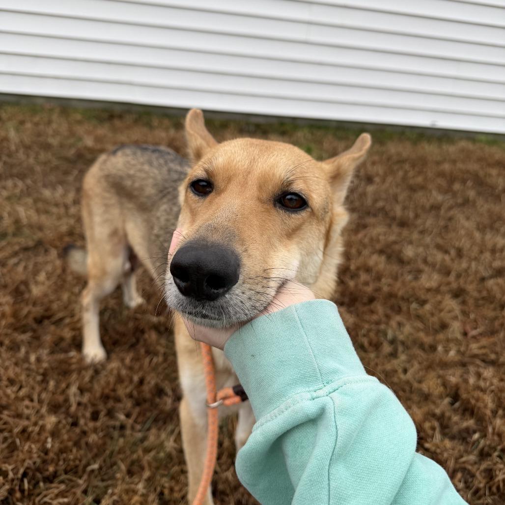 Enlarge Spur, a Adoptable German Shepherd Dog in Chesapeake, VA image 1/4