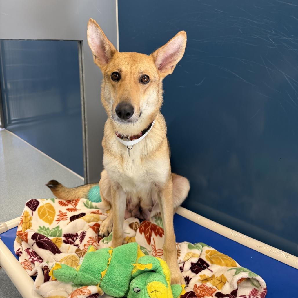 Enlarge Spur, a Adoptable German Shepherd Dog in Chesapeake, VA image 2/4