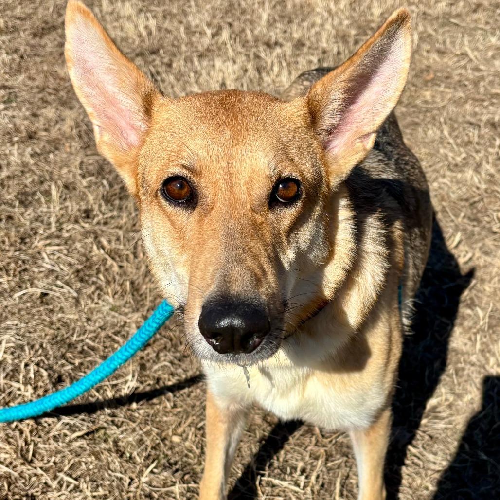 Enlarge Spur, a Adoptable German Shepherd Dog in Chesapeake, VA image 3/4