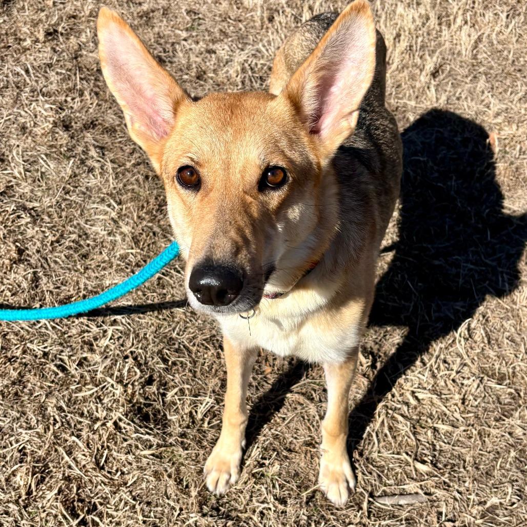 Enlarge Spur, a Adoptable German Shepherd Dog in Chesapeake, VA image 4/4