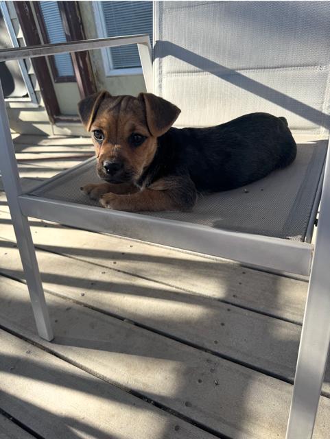 Enlarge CHarlotte, a Adopted mixed breed in Midway, UT image 2/3