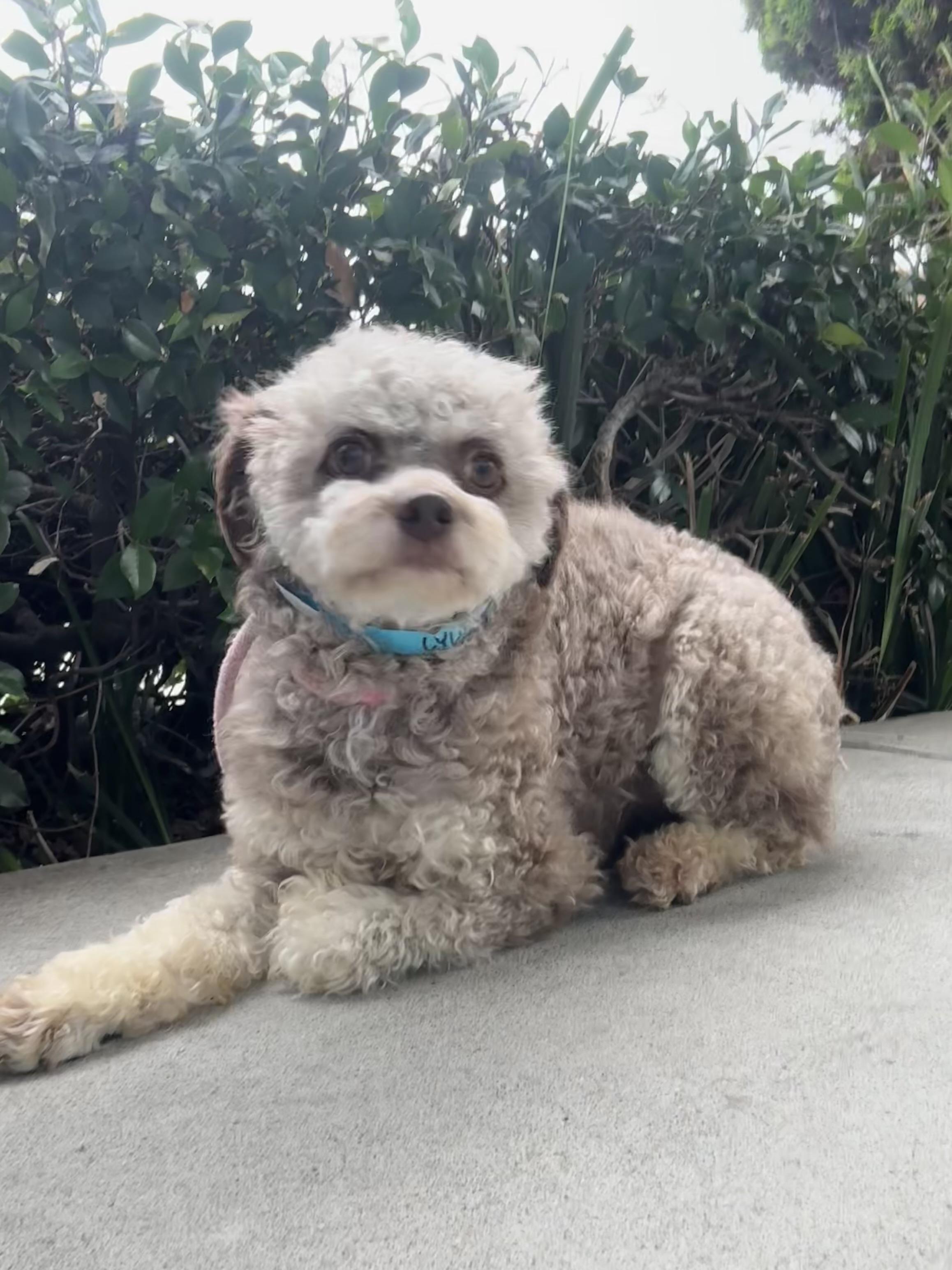Lyla, Adoptable, Young Female Poodle.