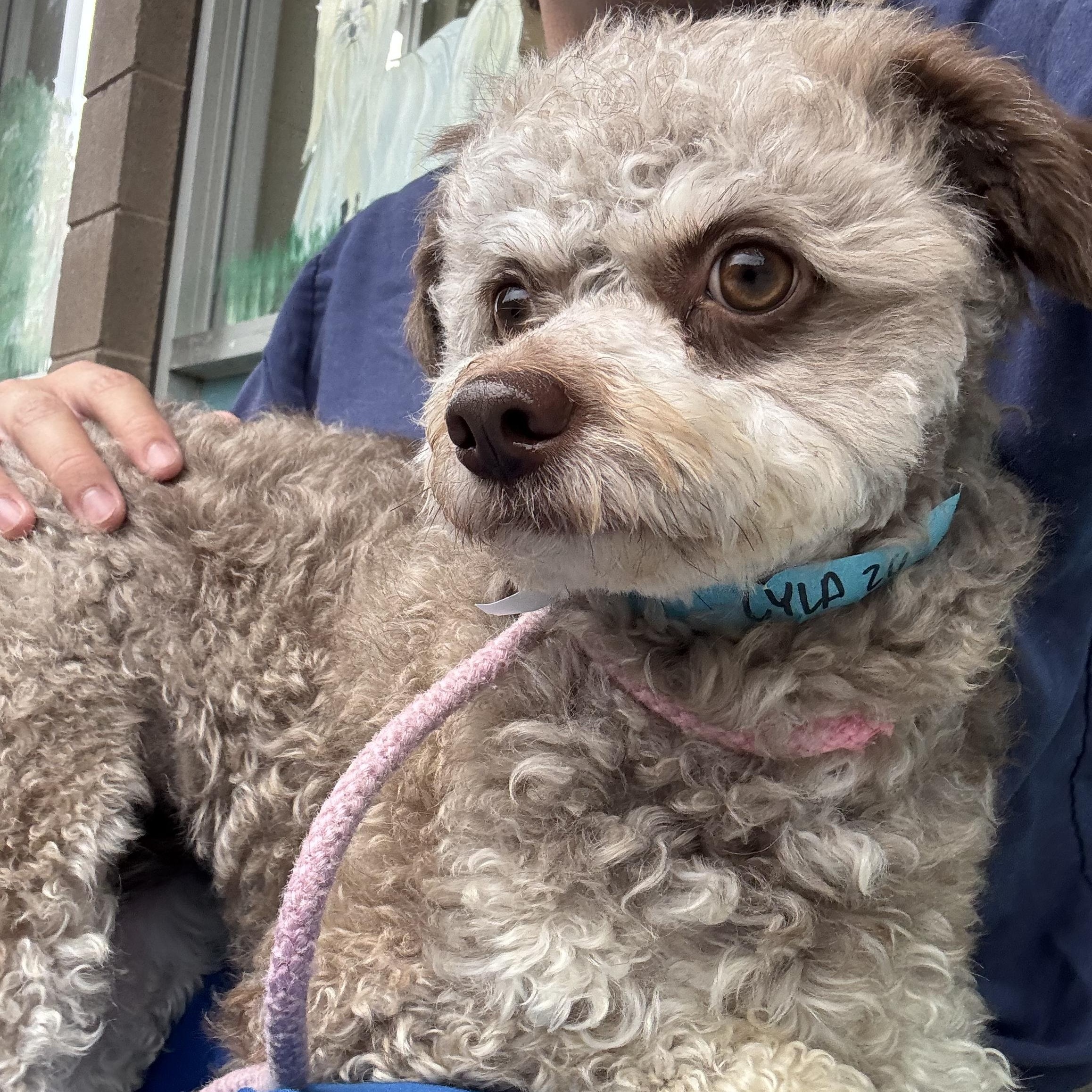 Lyla, a Adoptable mixed breed in San Jose, CA image 2/2