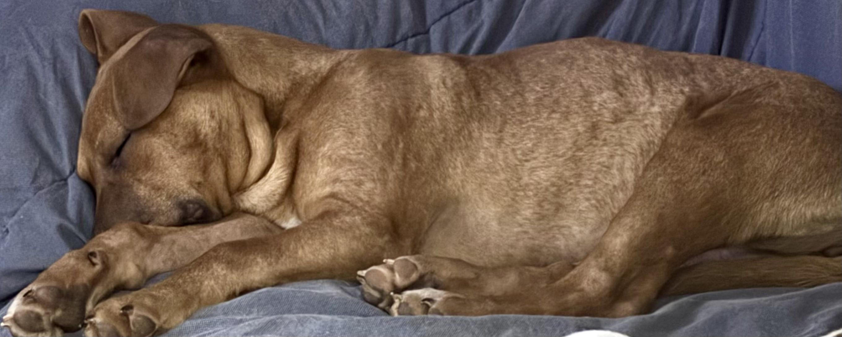 Ember — thumbnail 2