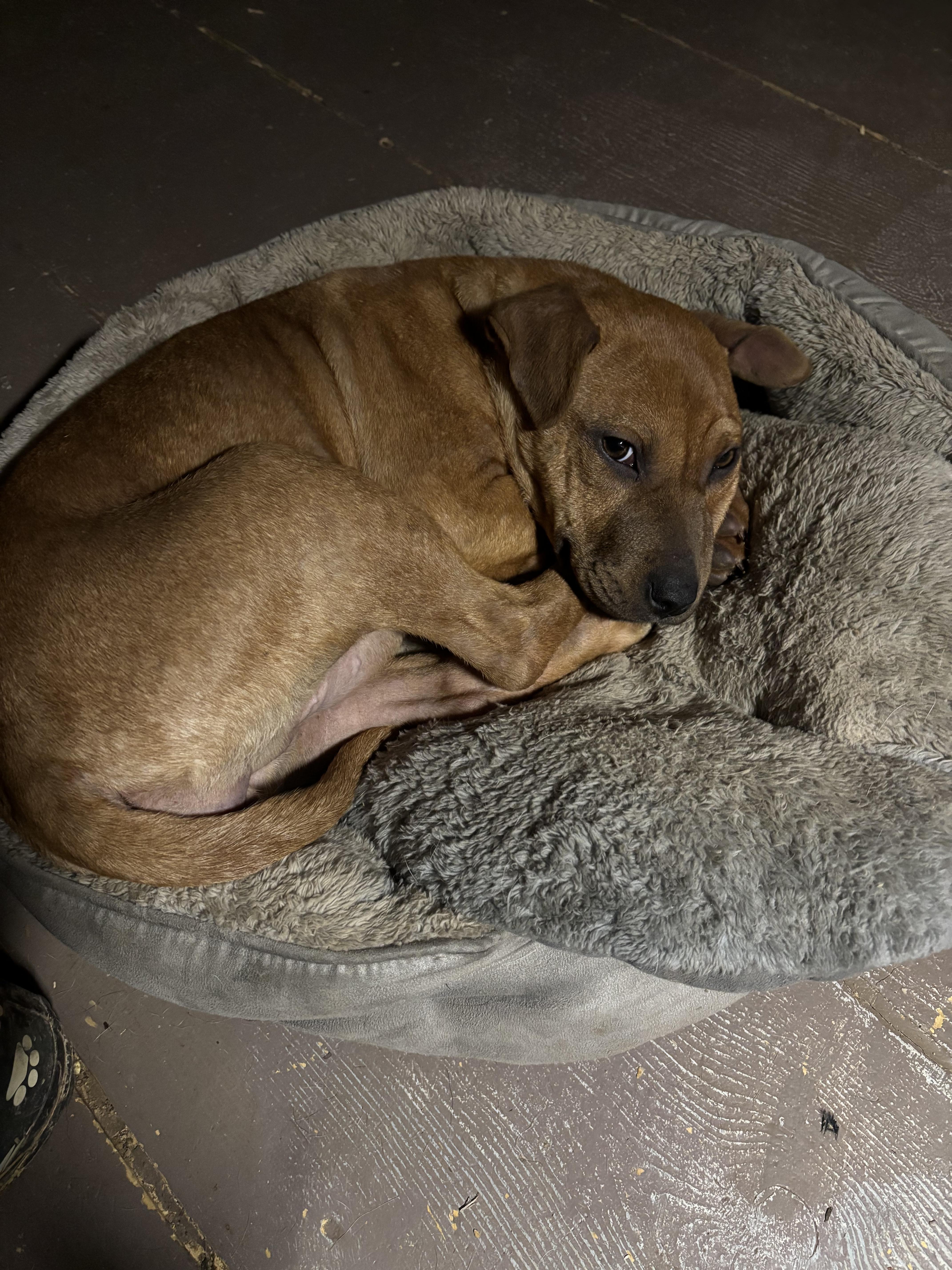 Ember — thumbnail 4