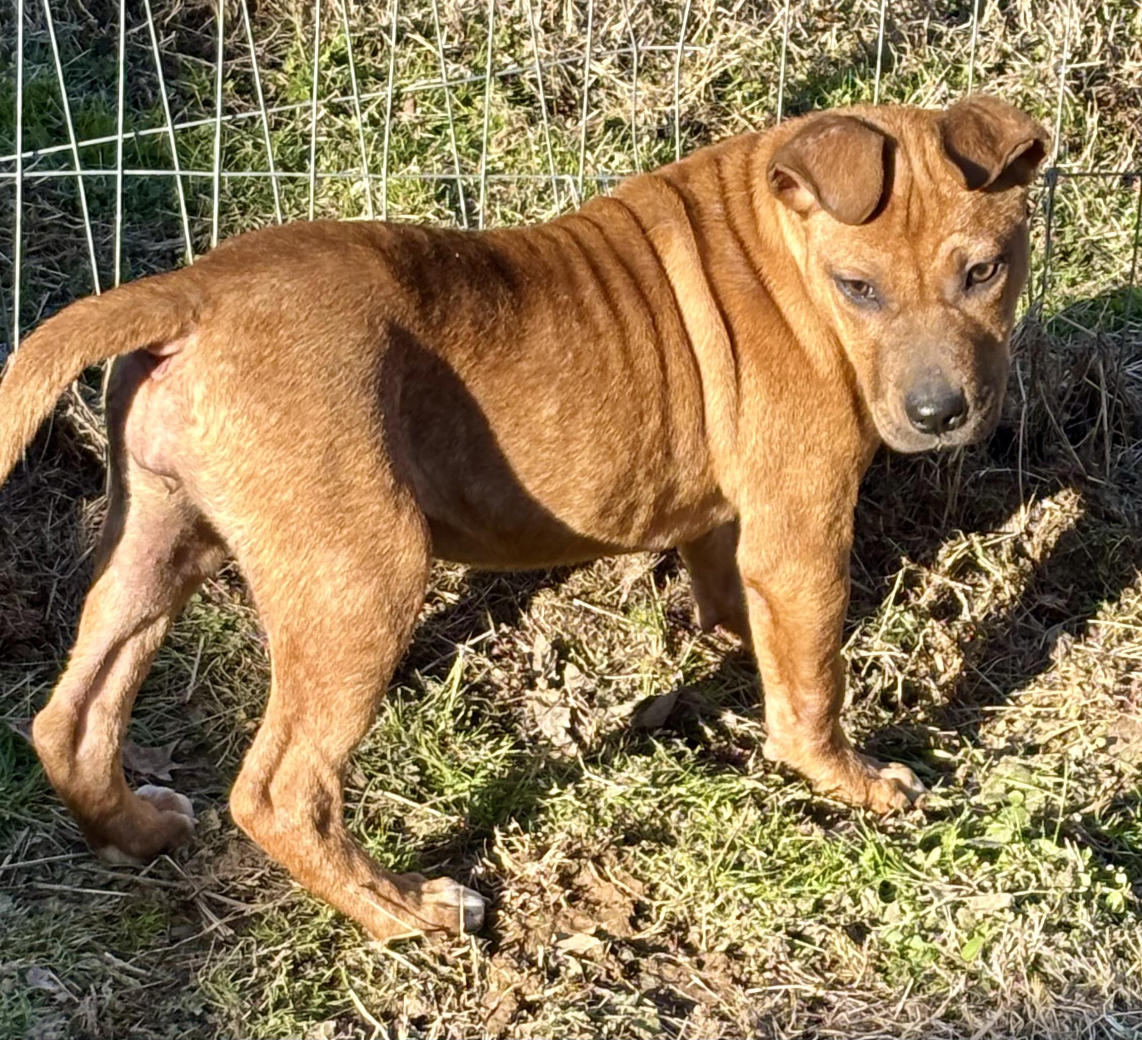 Ember — thumbnail 5