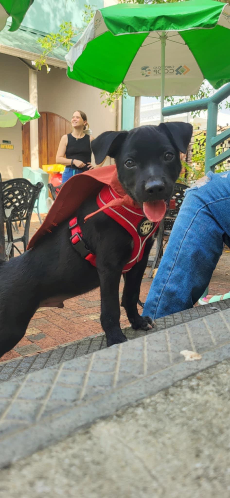 Yeray Black Labrador Retriever Dog