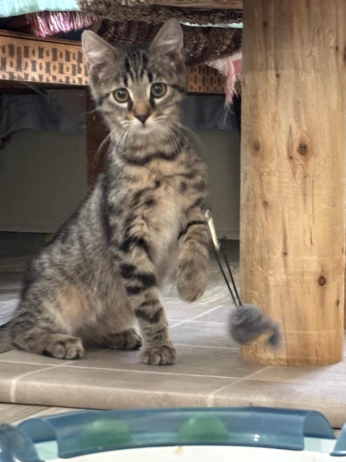 Enlarge Stewie, a ADOPTABLE Domestic Short Hair in Ashland, OH image 1/3