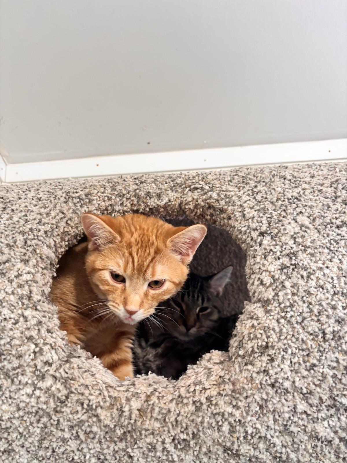 Enlarge Stewie, a ADOPTABLE Domestic Short Hair in Ashland, OH image 1/5