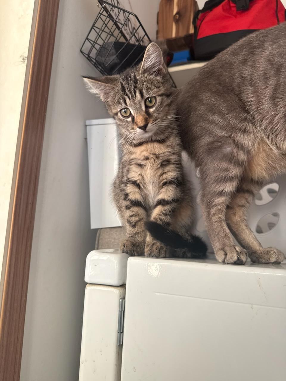 Enlarge Stewie, a ADOPTABLE Domestic Short Hair in Ashland, OH image 3/3