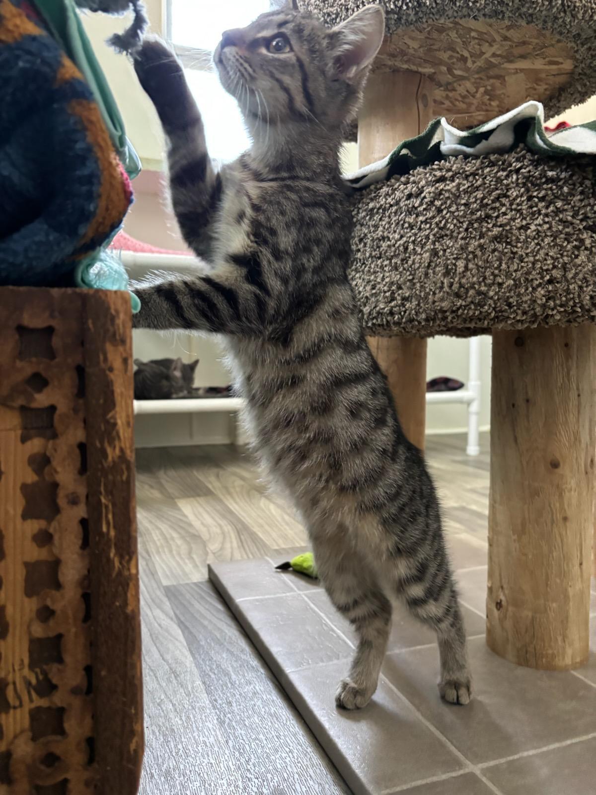 Enlarge Stewie, a ADOPTABLE Domestic Short Hair in Ashland, OH image 2/3