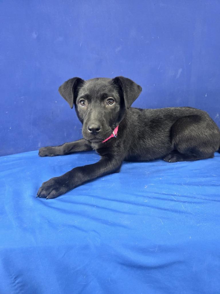 Enlarge Popsicle, a Adoptable Mixed Breed in Ruston, LA image 1/5