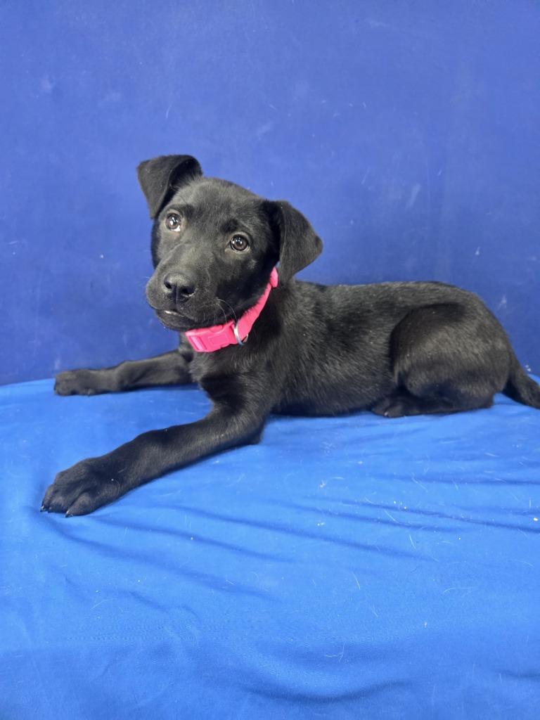 Enlarge Popsicle, a Adoptable Mixed Breed in Ruston, LA image 2/5