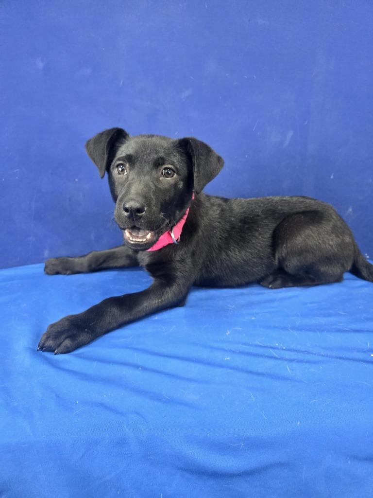Enlarge Popsicle, a Adoptable Mixed Breed in Ruston, LA image 3/5
