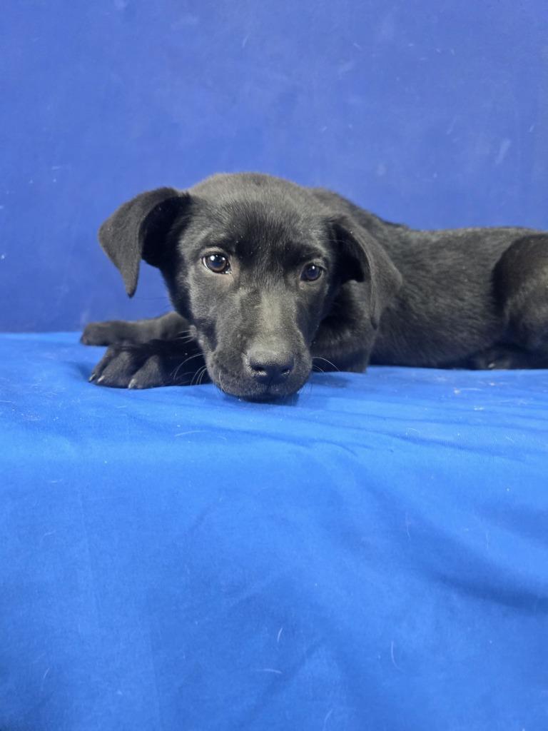 Enlarge Popsicle, a Adoptable Mixed Breed in Ruston, LA image 4/5