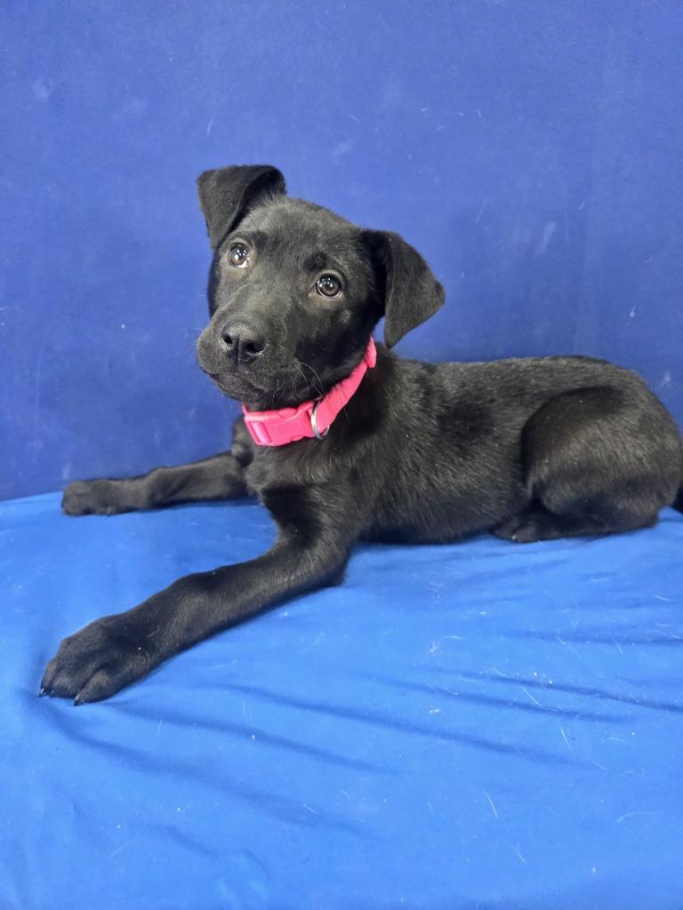 Enlarge Popsicle, a Adoptable Mixed Breed in Ruston, LA image 5/5