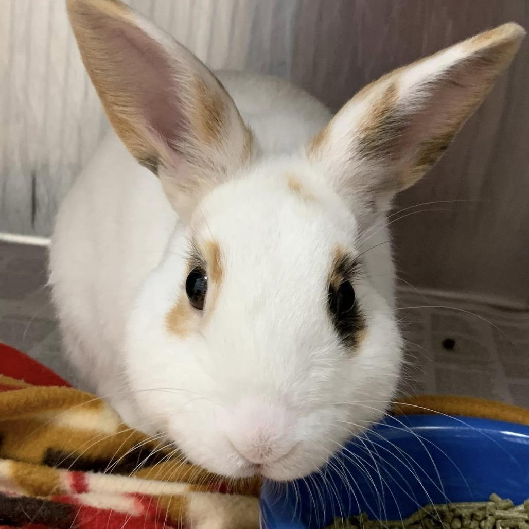 Enlarge Eli, a Adoptable Mini Rex in Cleveland, MS image 1/1