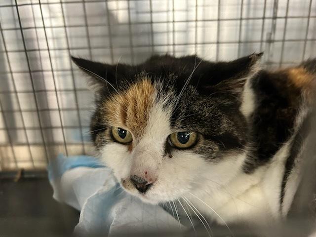 Callie West Moreland, a Adoptable mixed breed in Westbury, NY image 1/2