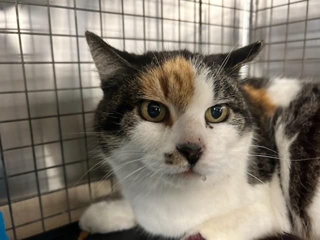 Callie West Moreland, a Adoptable mixed breed in Westbury, NY image 2/2