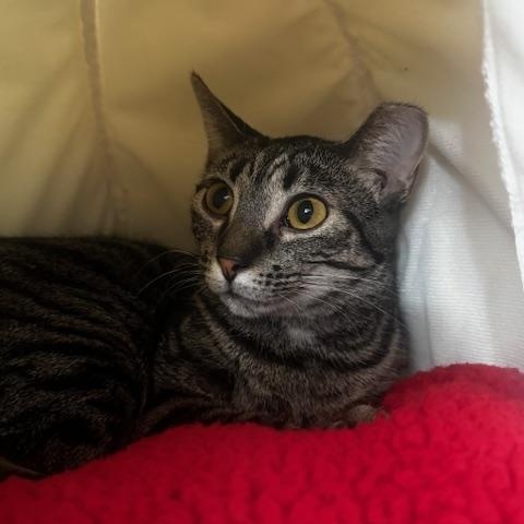 Tina, a ADOPTABLE Domestic Short Hair in Hutchinson, MN image 3/3